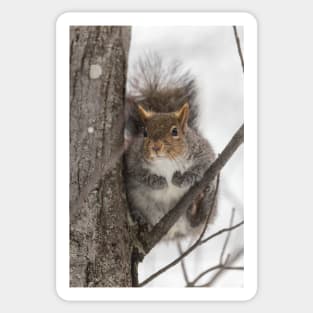 Large Grey Squirrel in a tree Sticker